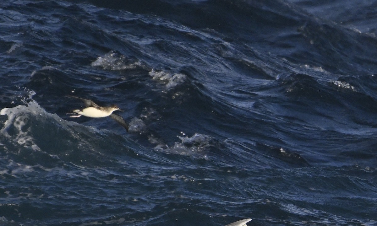 Hutton's Shearwater - ML623748253