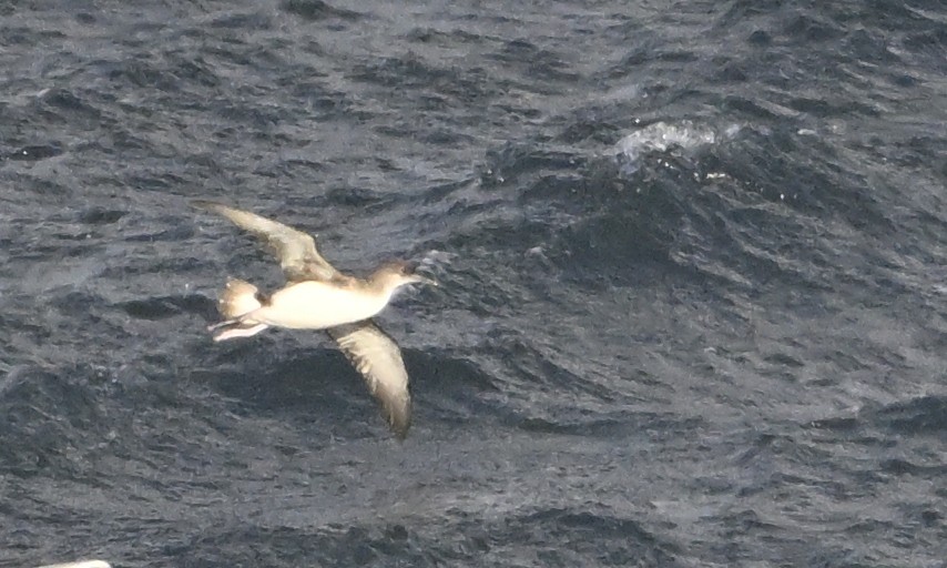 Hutton's Shearwater - ML623748254