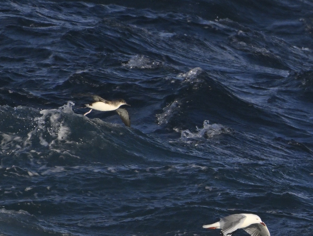 Hutton's Shearwater - ML623748259