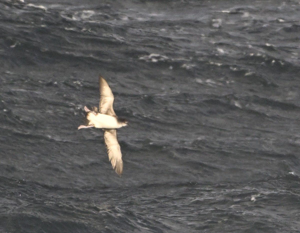 Hutton's Shearwater - ML623748262