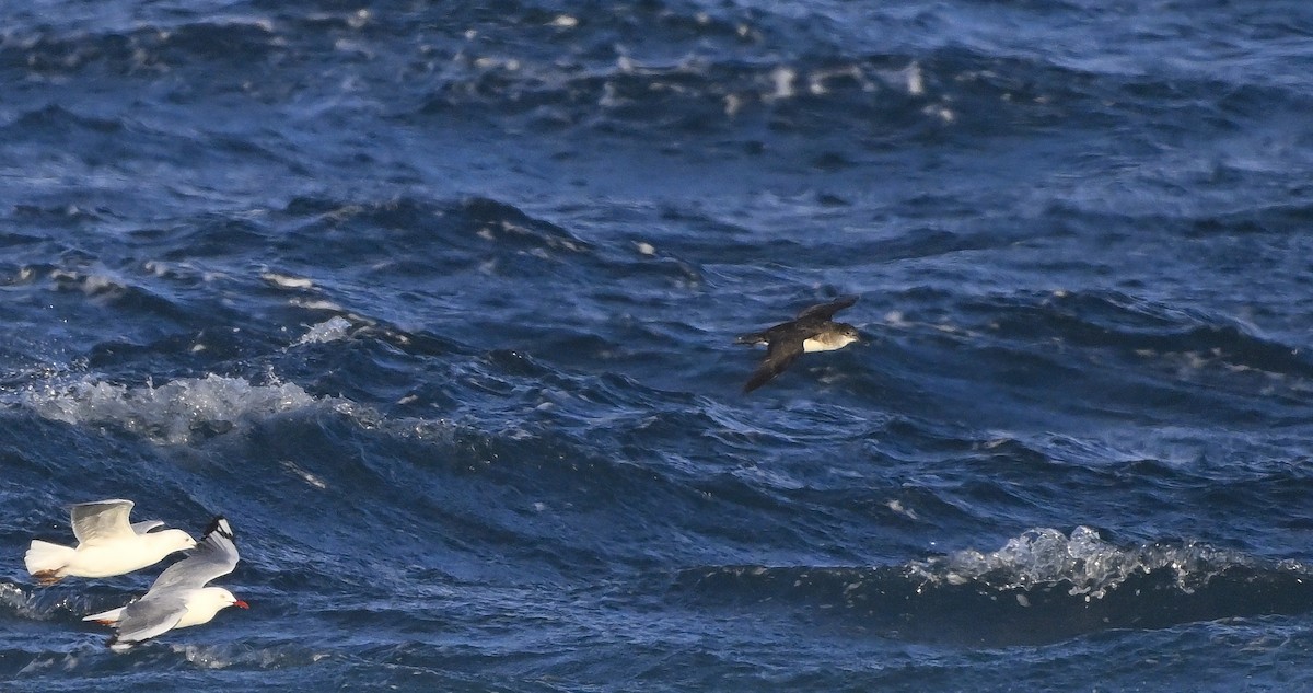 Hutton's Shearwater - ML623748263