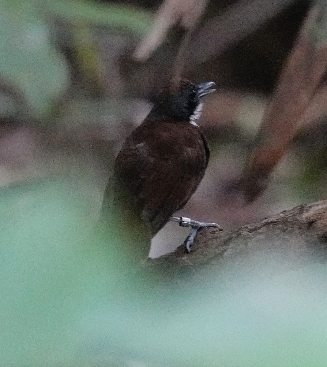 Bicolored Antbird - ML623748270