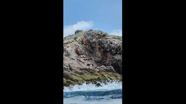 Roseate Tern - ML623748289