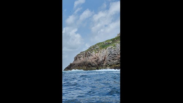 Roseate Tern - ML623748290