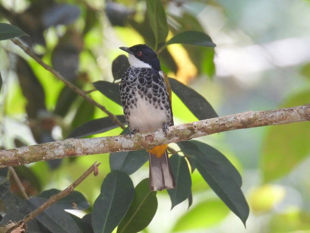 Scaly-breasted Bulbul - ML623748303