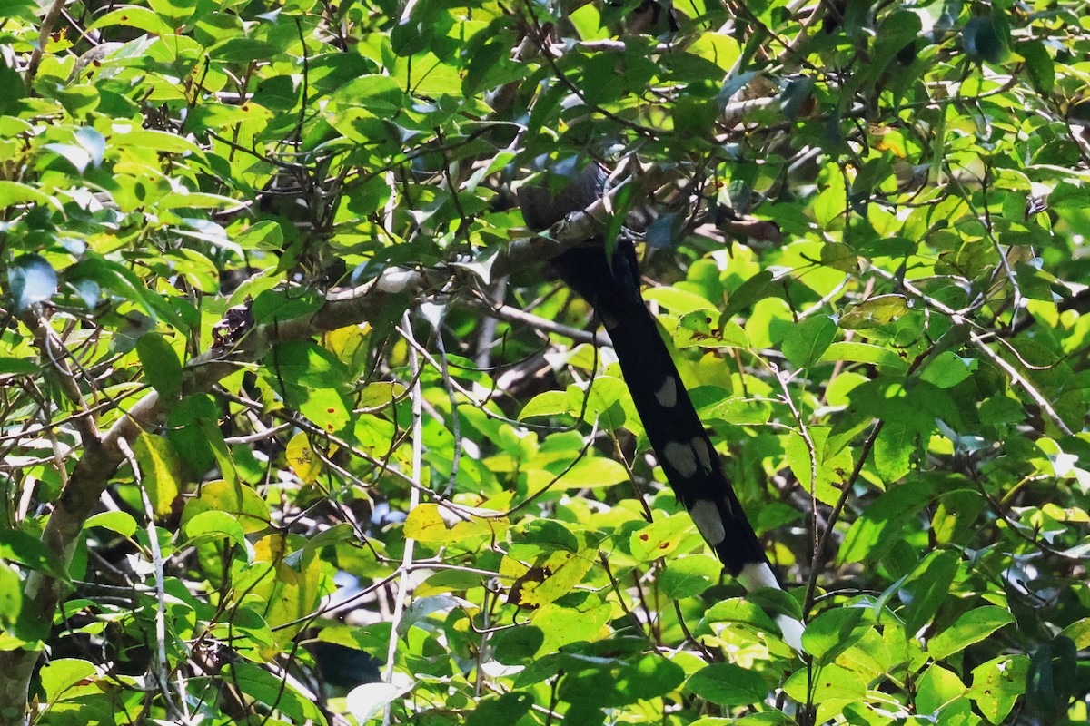 Green-billed Malkoha - ML623748307