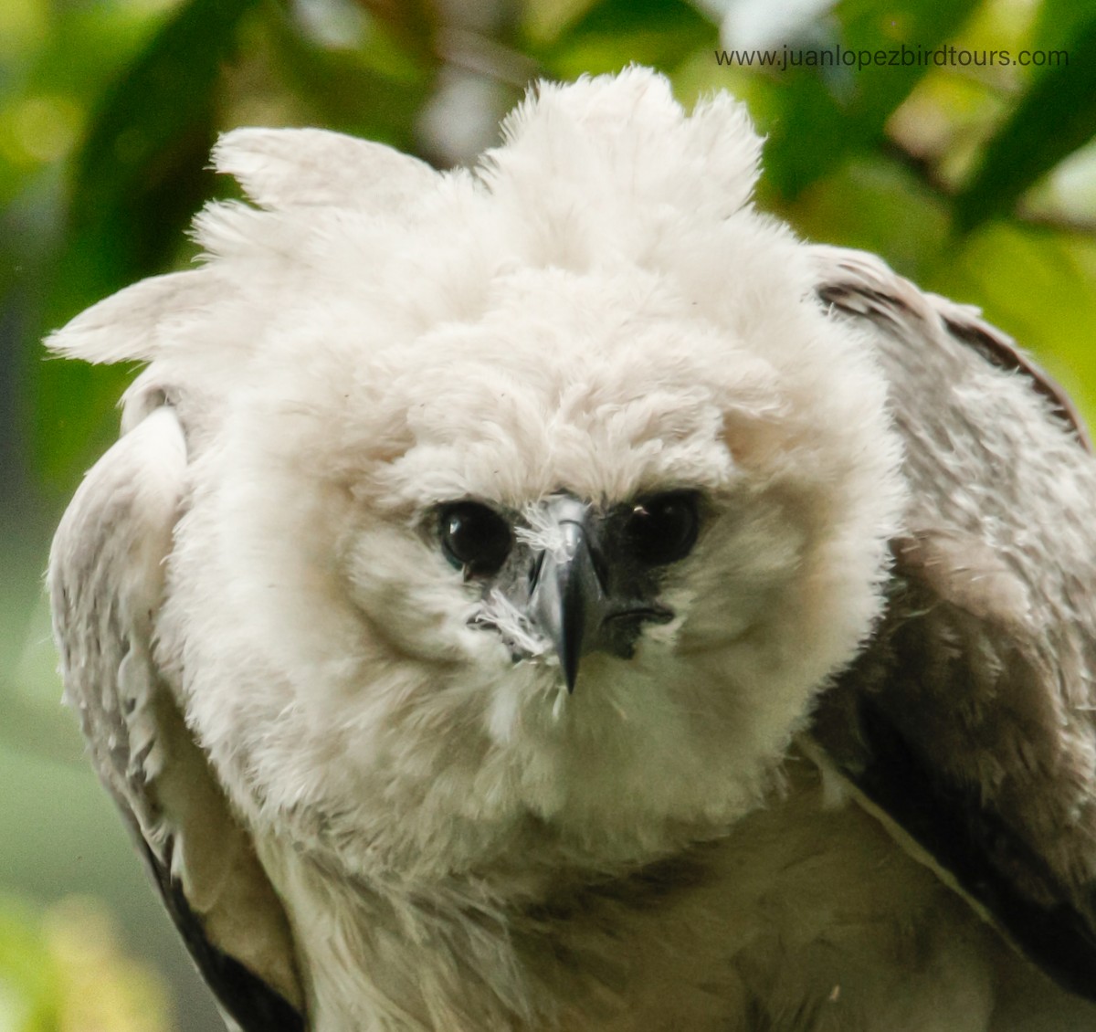 Harpy Eagle - ML623748316