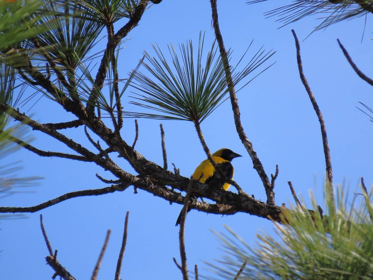 Yellow-backed Oriole - ML623748317