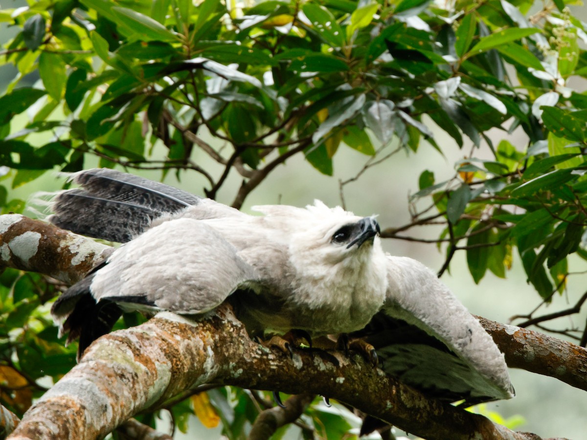 Harpy Eagle - ML623748318