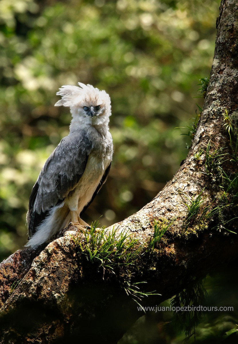 Harpy Eagle - ML623748321