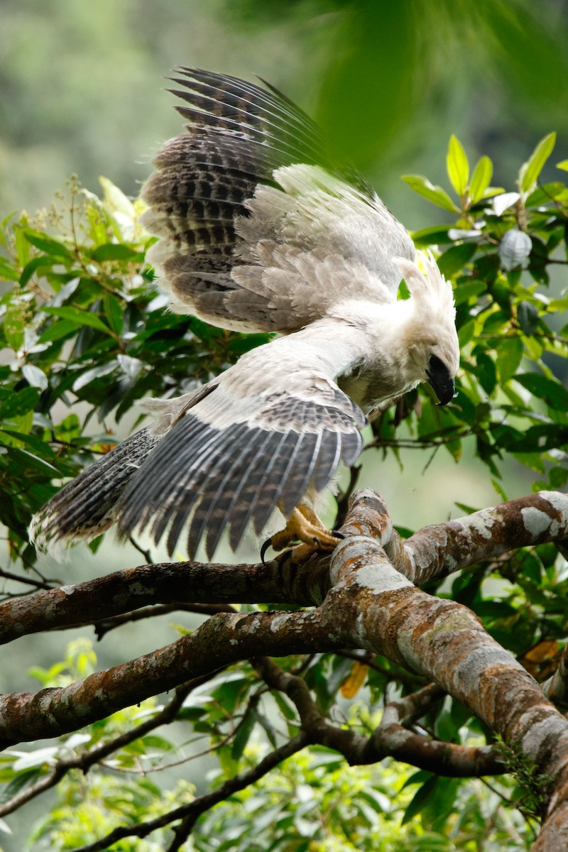Harpy Eagle - ML623748322