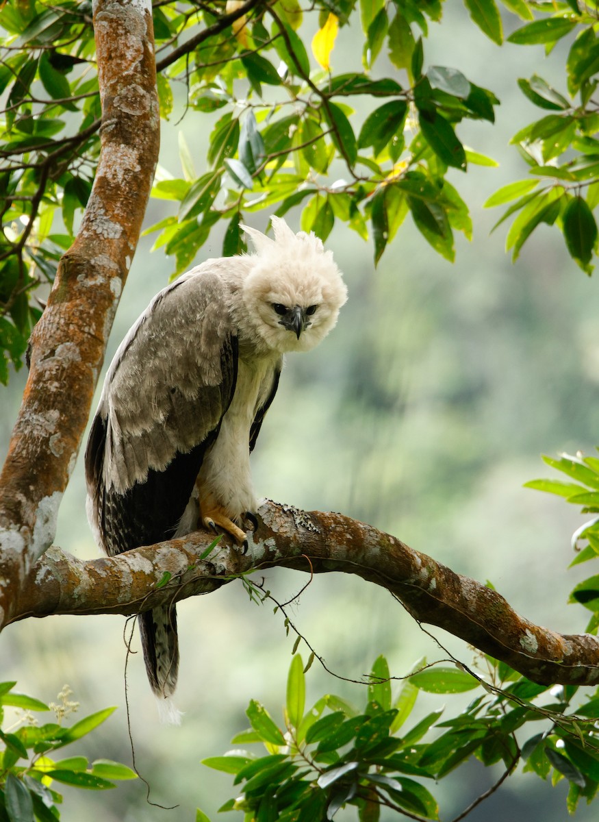 Harpy Eagle - ML623748323
