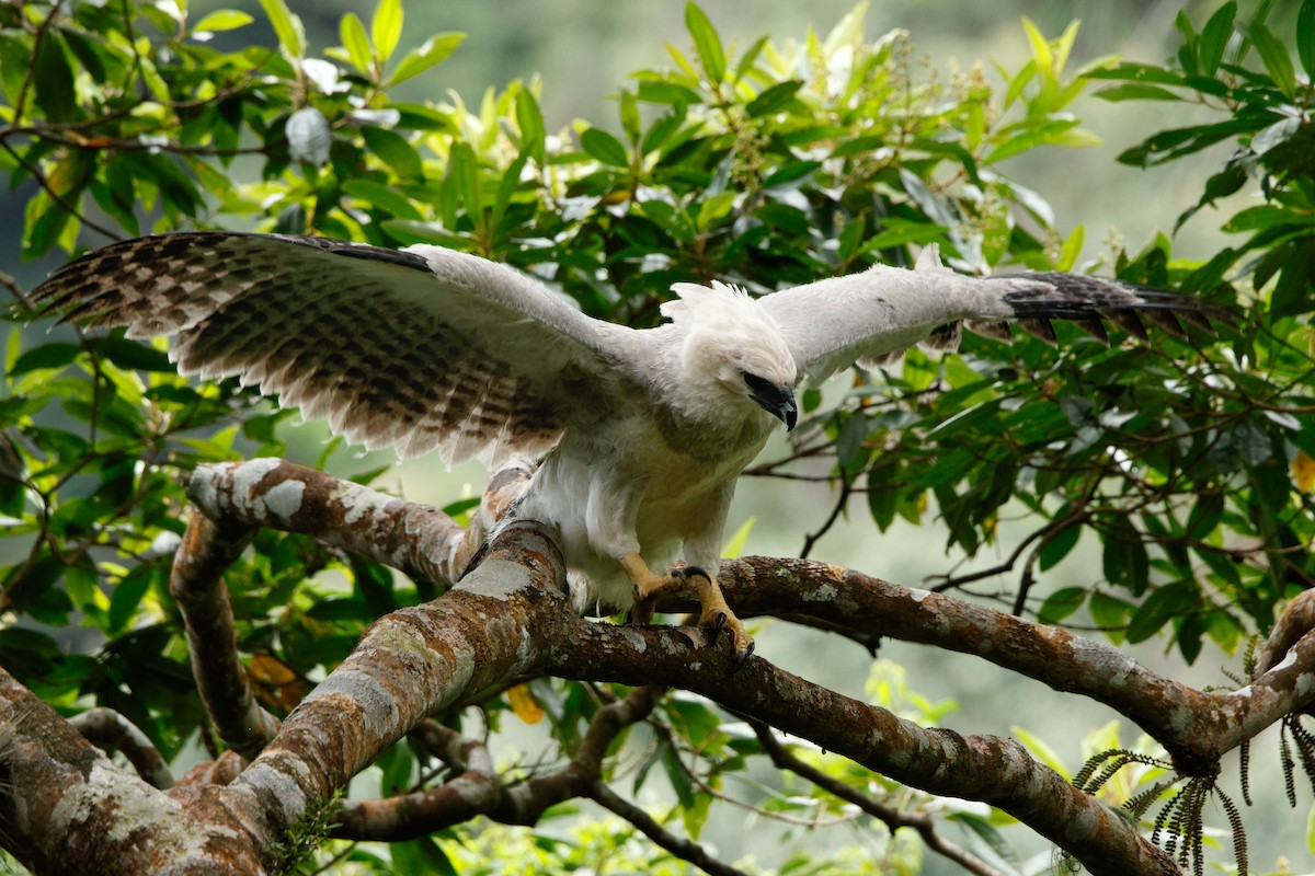 Harpy Eagle - ML623748324