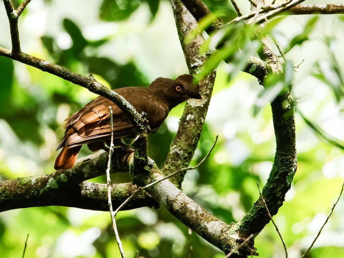 Guianan Cock-of-the-rock - ML623748334