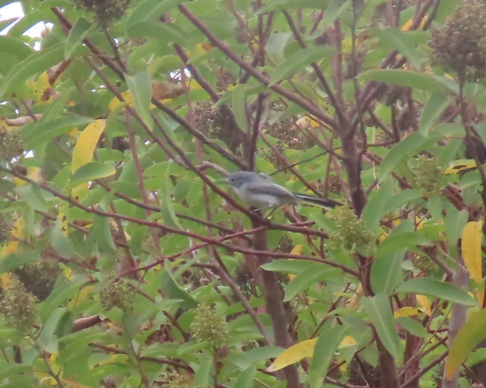 Blue-gray Gnatcatcher - ML623748345