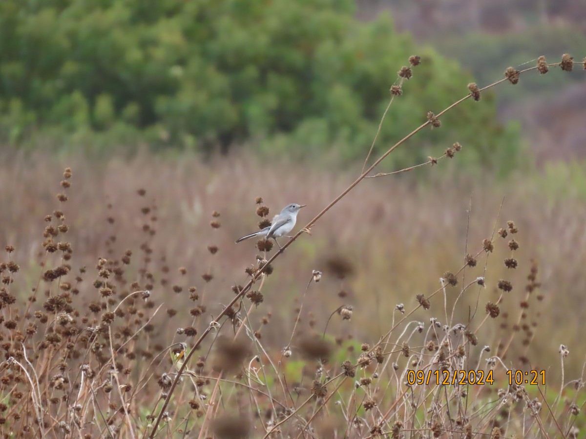 Blue-gray Gnatcatcher - ML623748346