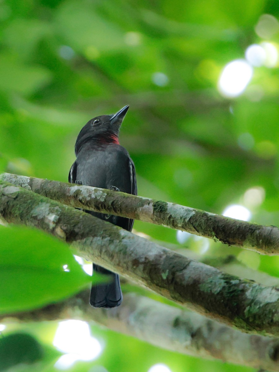 Pink-throated Becard - ML623748349