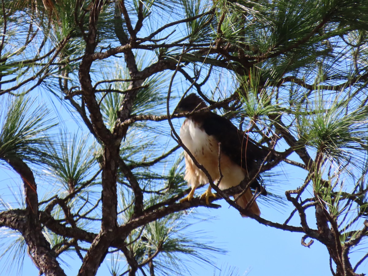 Red-tailed Hawk - Jessie Stuebner