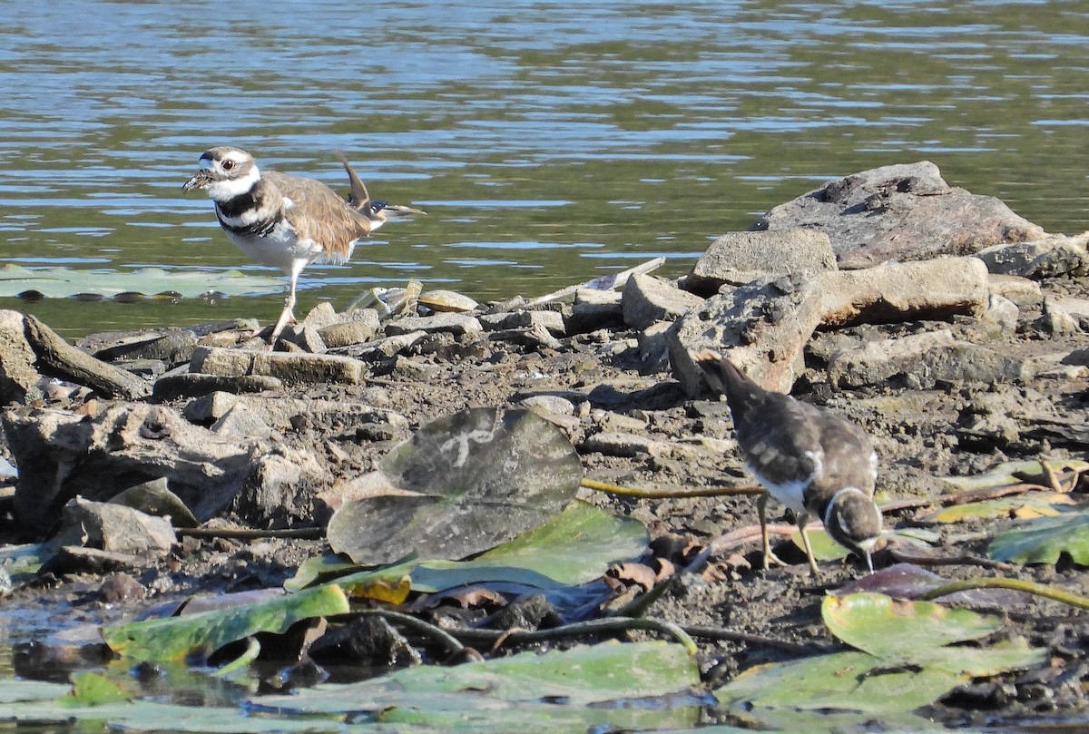 Killdeer - ML623748365