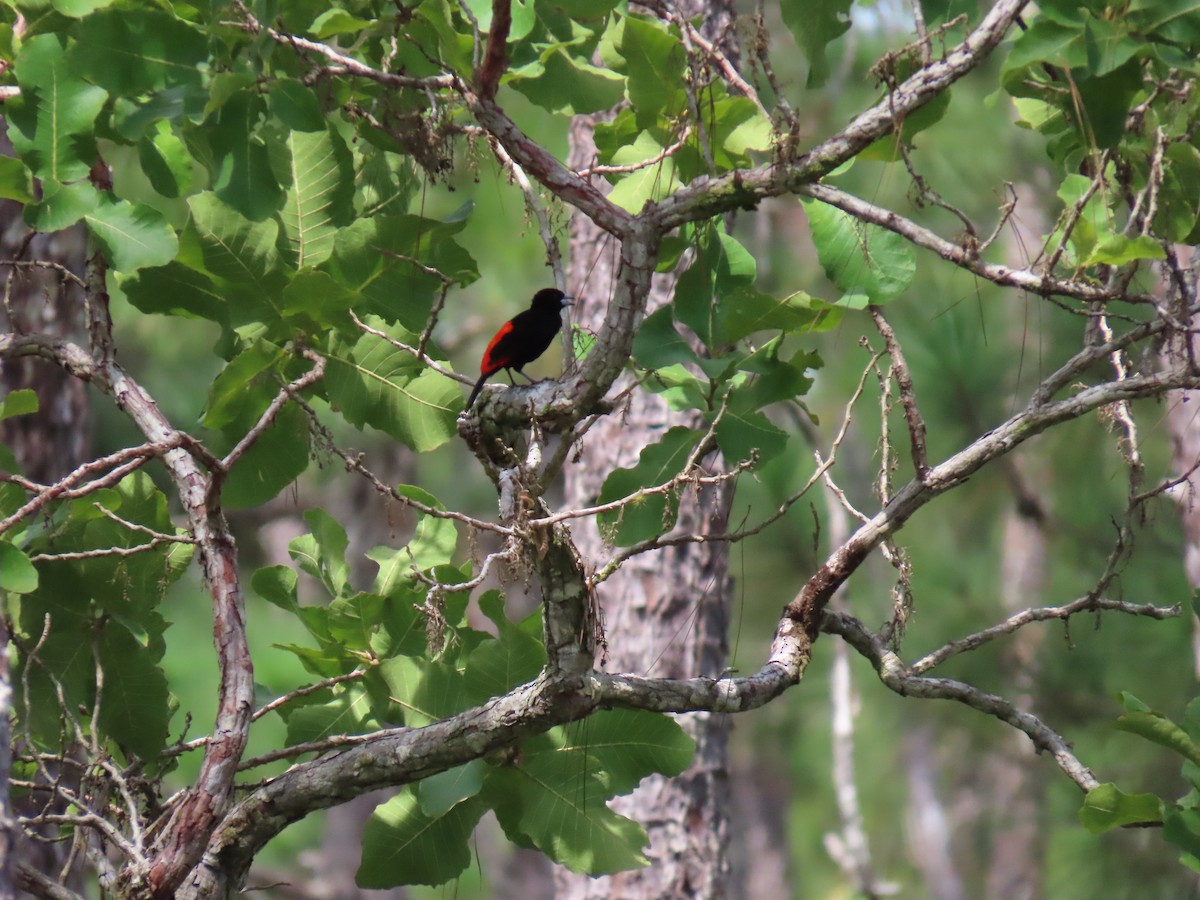 Scarlet-rumped Tanager - ML623748390