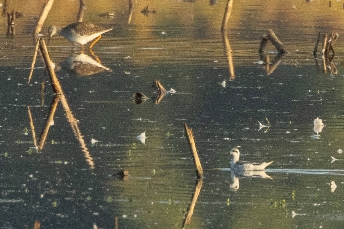 Red-necked Phalarope - ML623748396