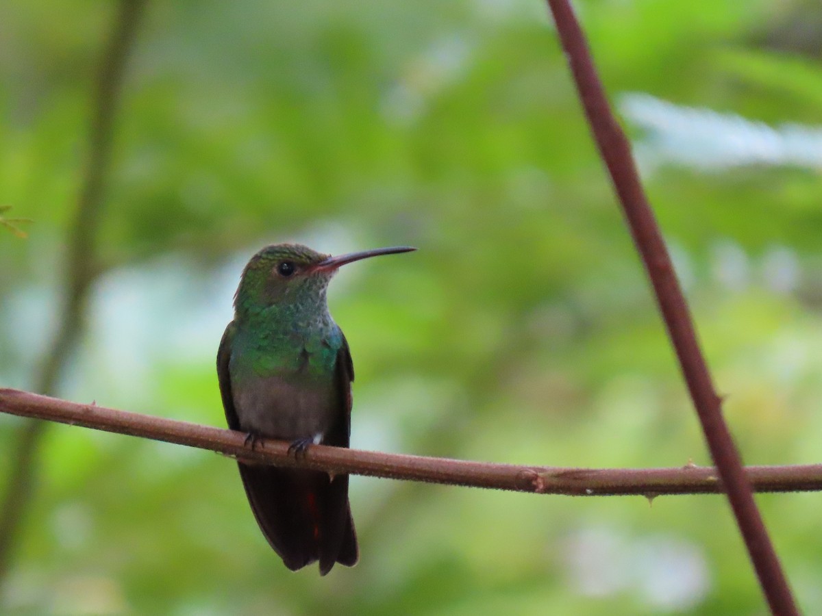 Rufous-tailed Hummingbird - ML623748404