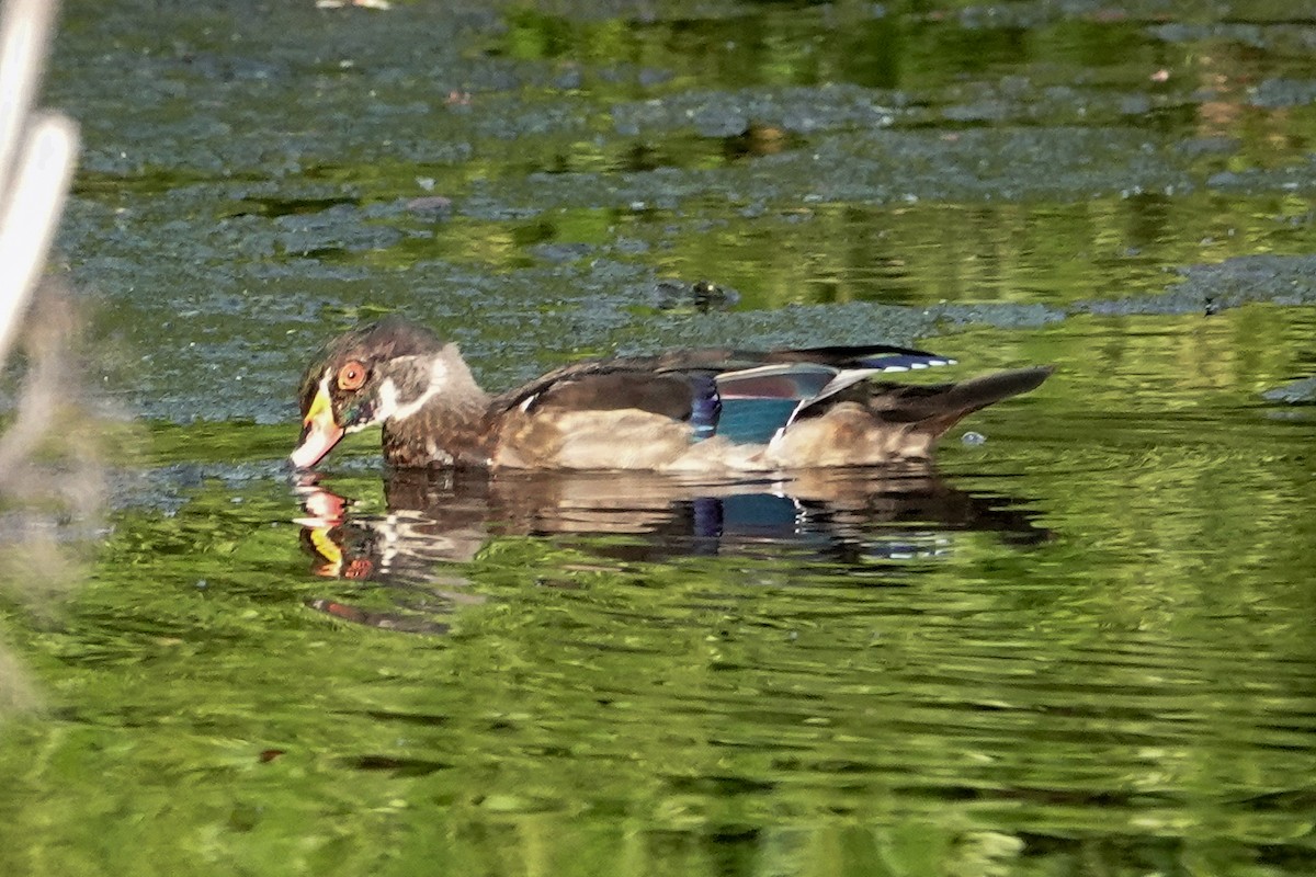 Wood Duck - ML623748409