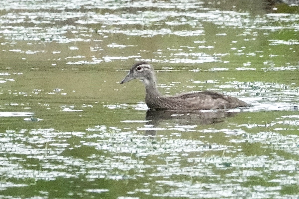 Wood Duck - ML623748410