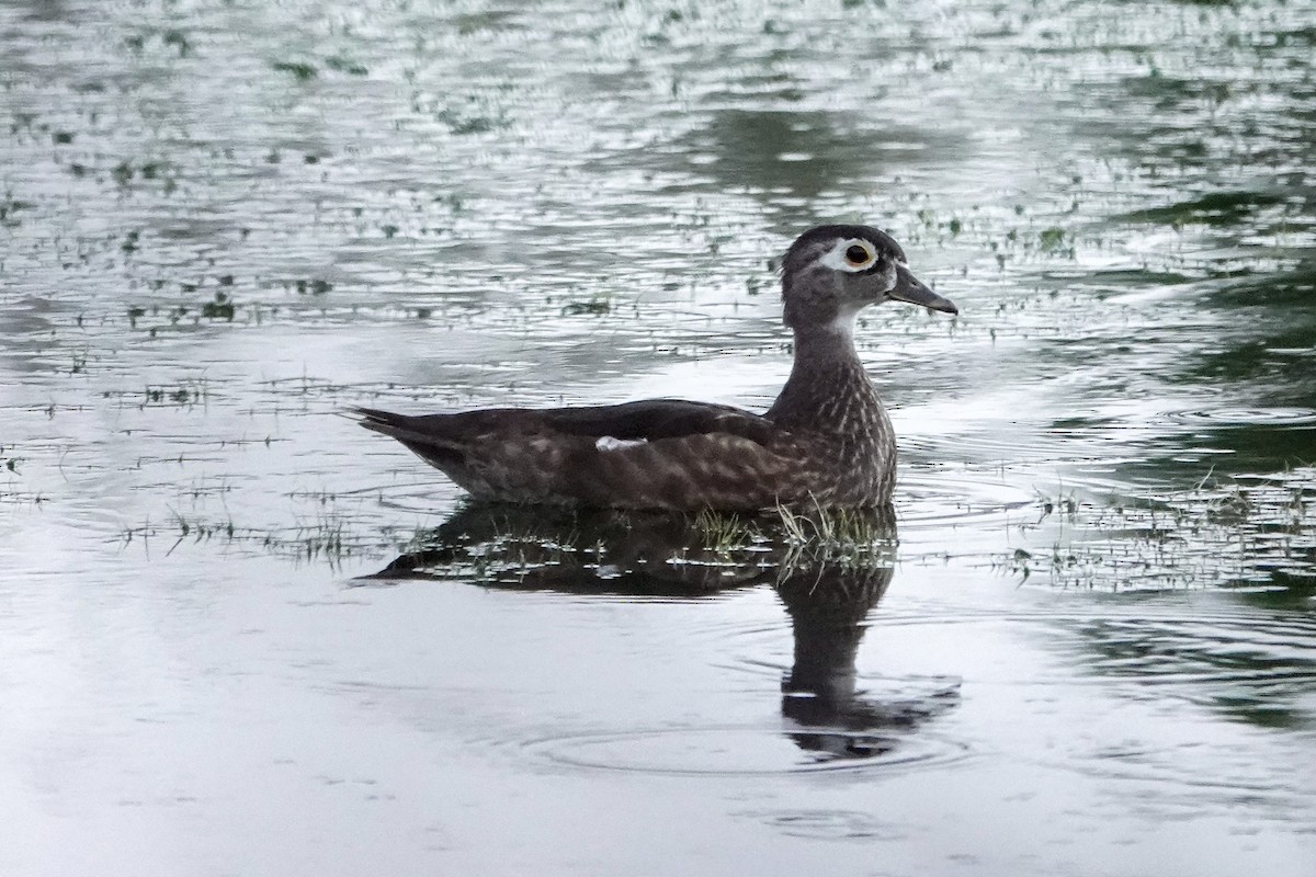 Wood Duck - ML623748414