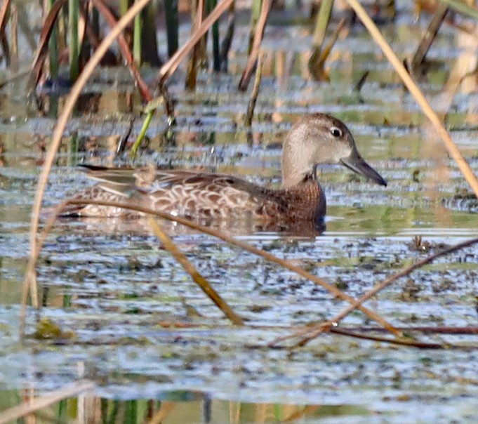 Blue-winged Teal - ML623748419