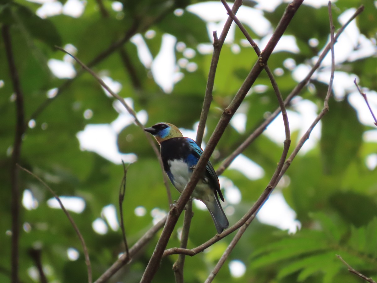 Golden-hooded Tanager - ML623748422