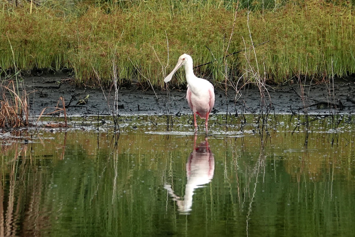 Roseate Spoonbill - ML623748425