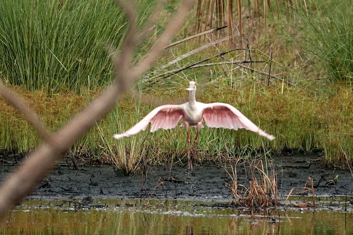 Roseate Spoonbill - ML623748426