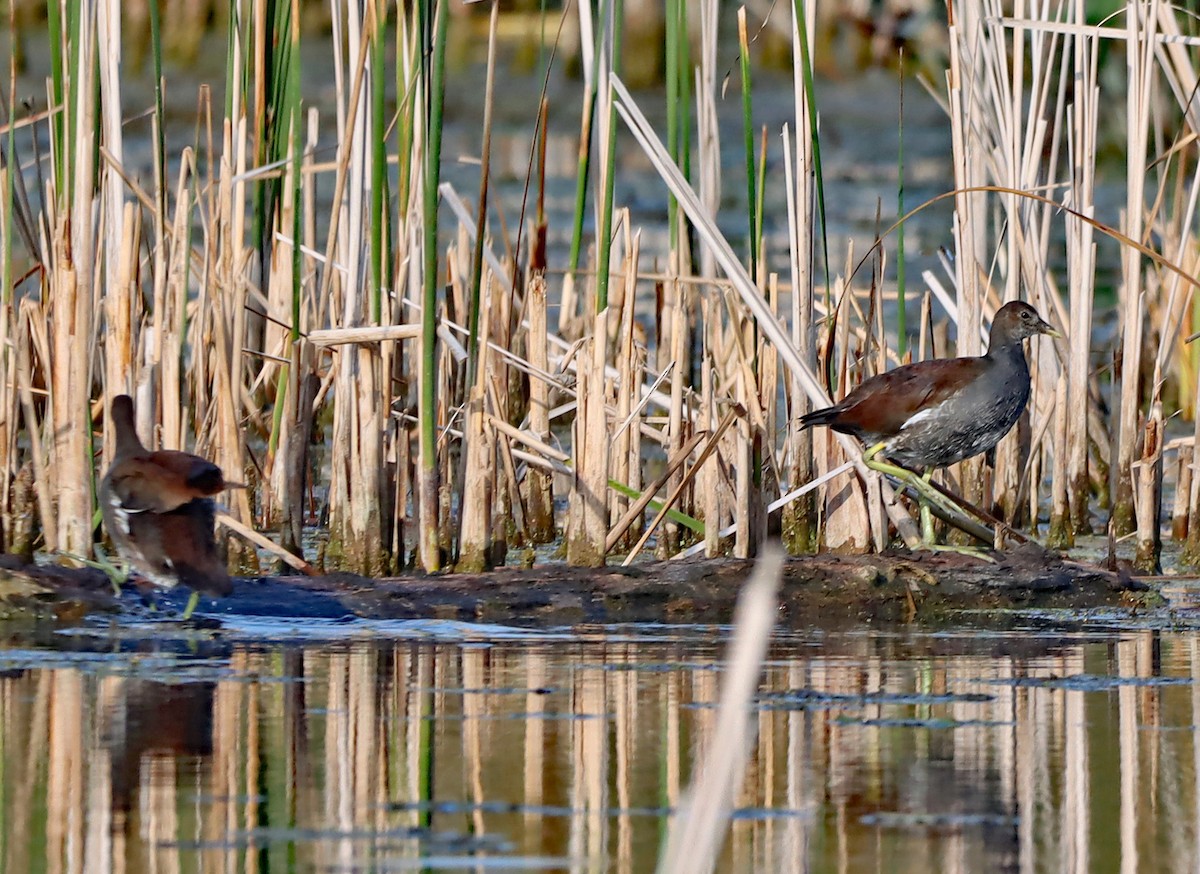 Gallinule d'Amérique - ML623748428