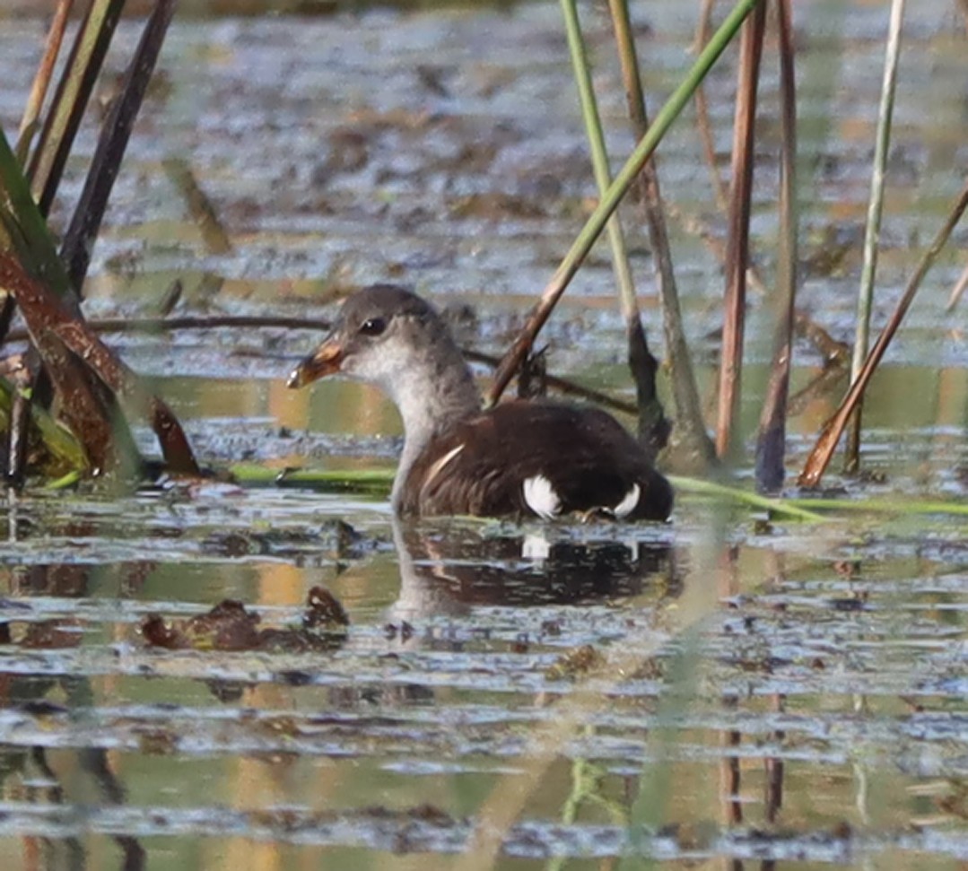 Common Gallinule - ML623748435