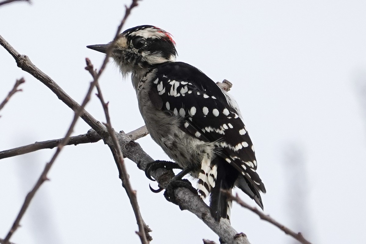 Downy Woodpecker - ML623748436