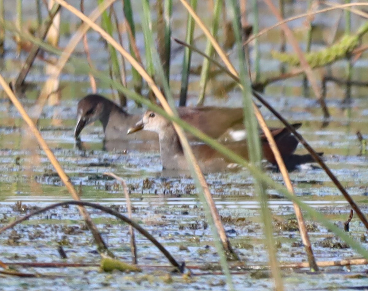 Common Gallinule - ML623748440