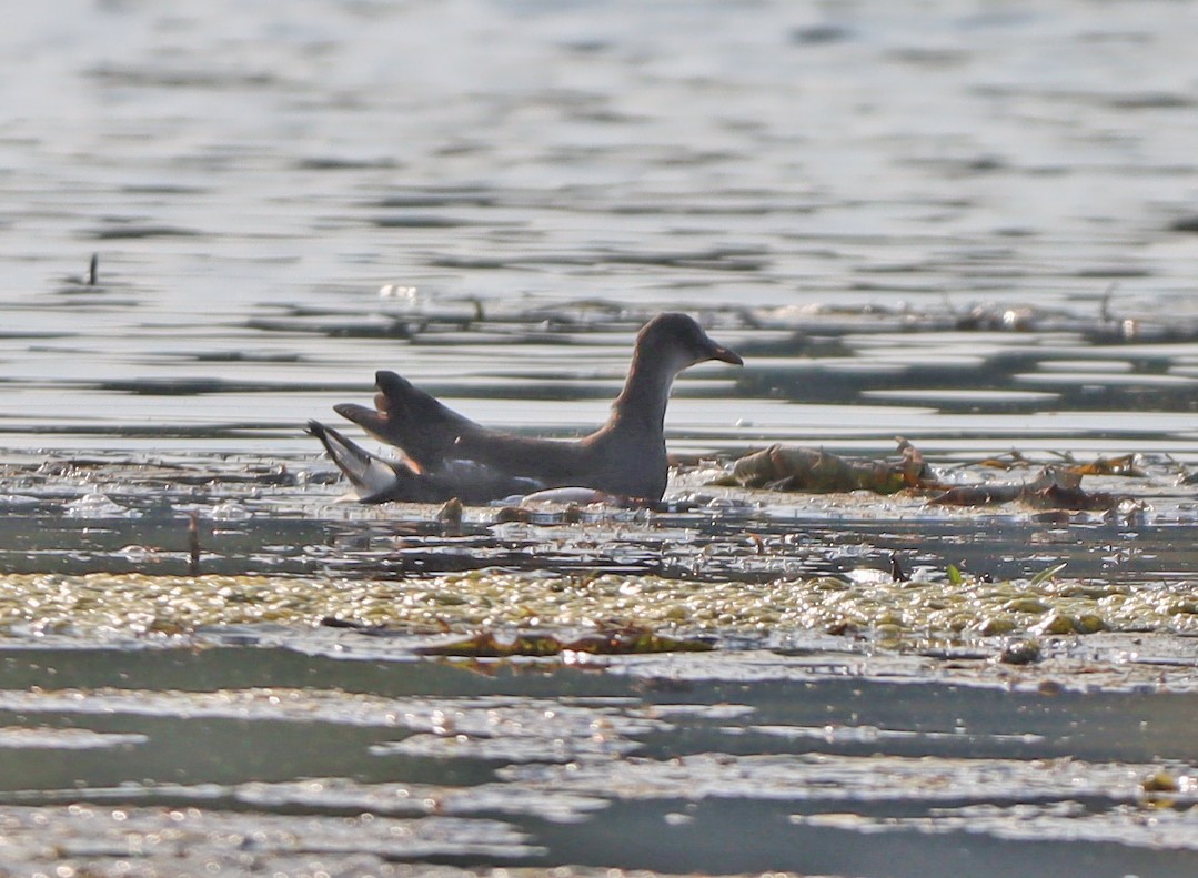 Gallinule d'Amérique - ML623748447