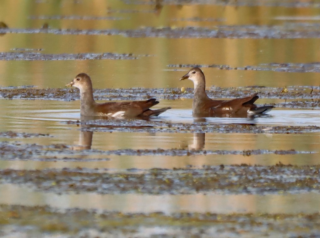 Gallinule d'Amérique - ML623748451