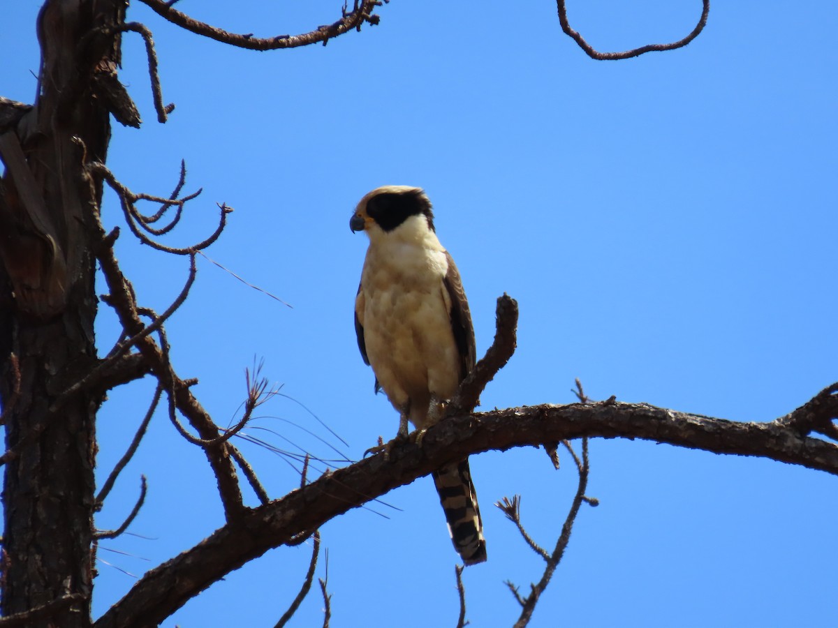 Laughing Falcon - ML623748459