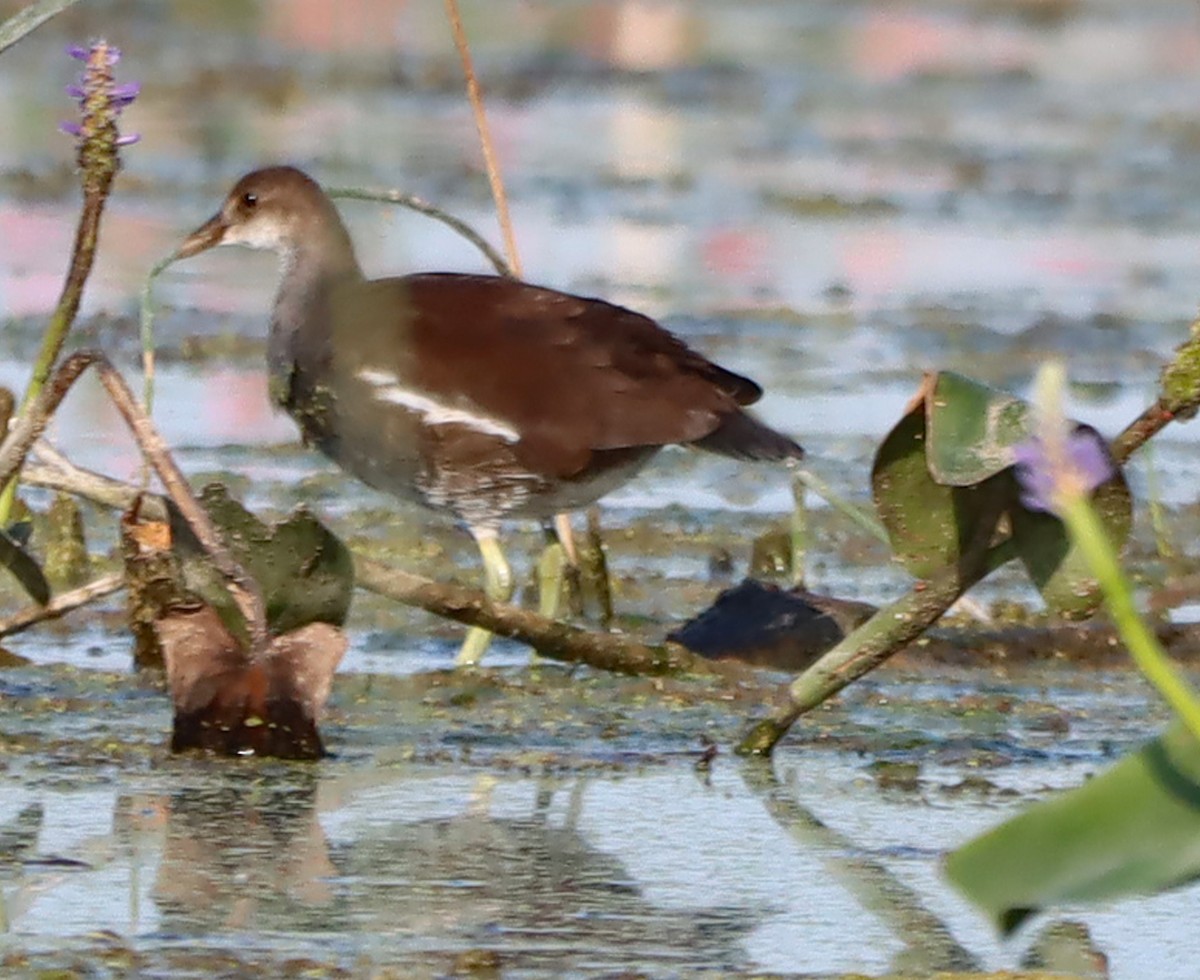 Gallinule d'Amérique - ML623748467