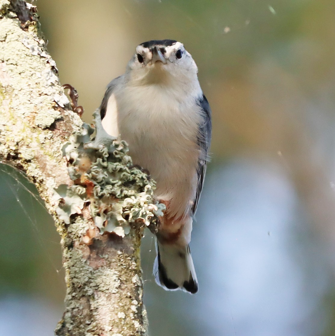 White-breasted Nuthatch - ML623748496