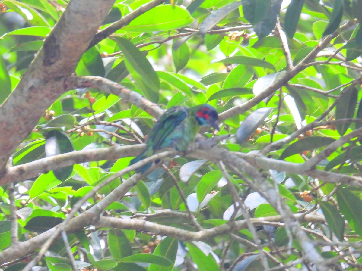 Black-eared Barbet - ML623748507