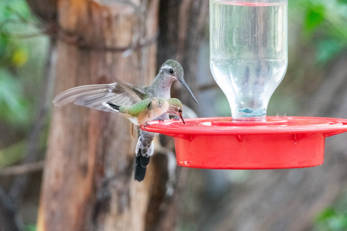 Calliope Hummingbird - ML623748508