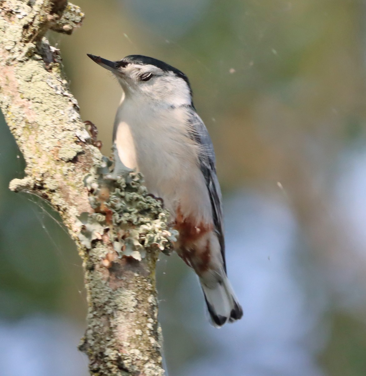 White-breasted Nuthatch - ML623748509