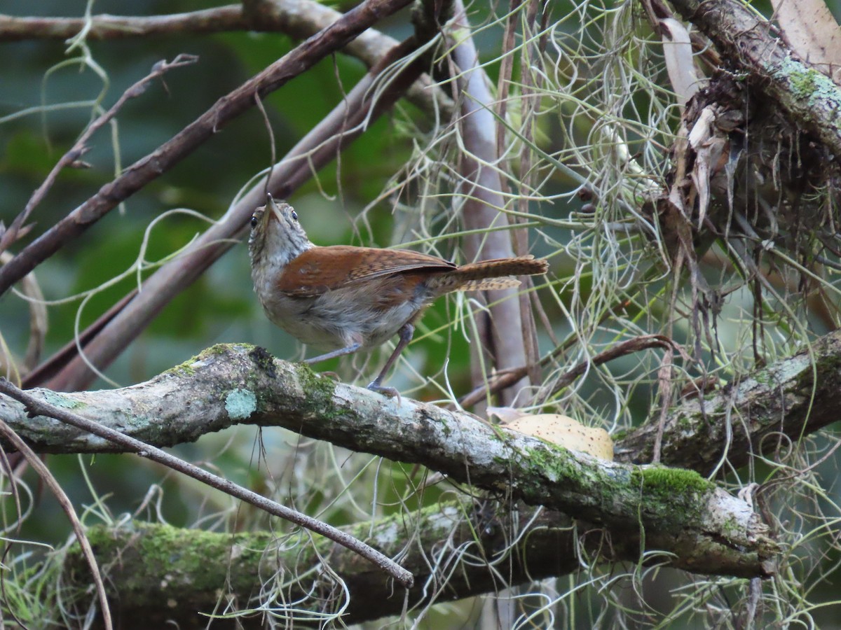 Cabanis's Wren - ML623748512