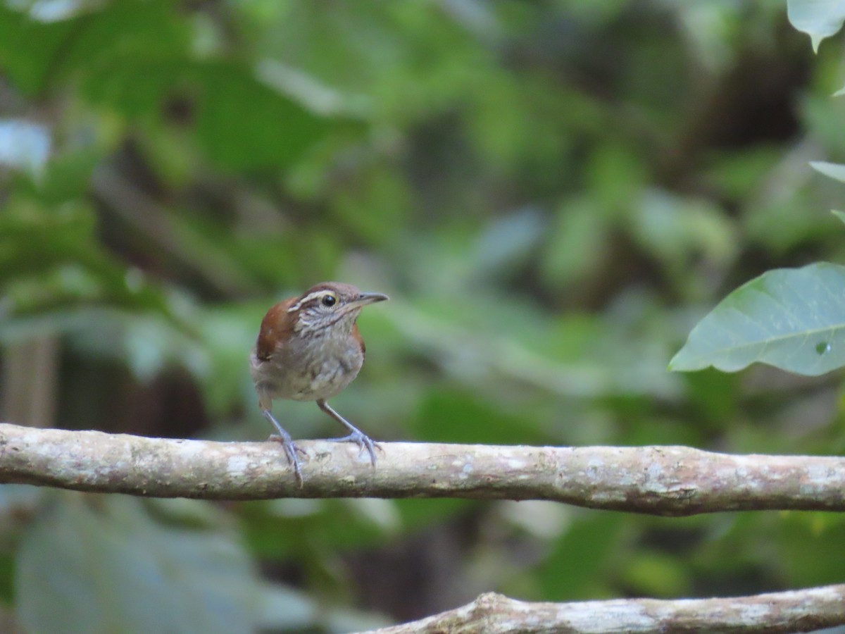 Cabanis's Wren - ML623748525