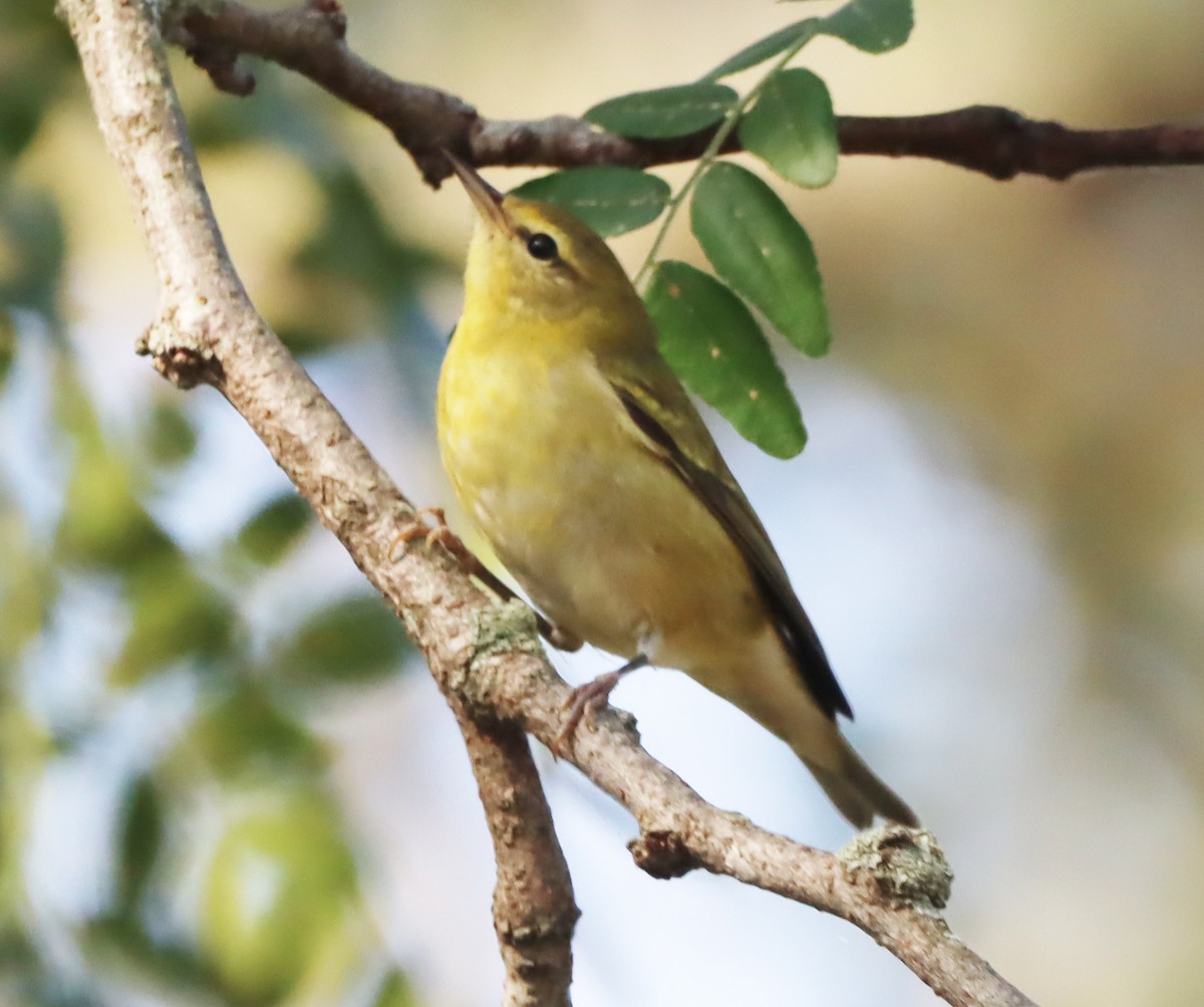 Tennessee Warbler - Shelly Kehrle.Sulser