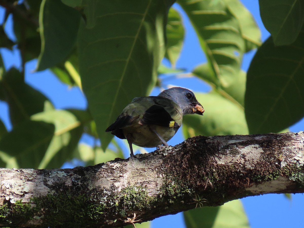 Yellow-winged Tanager - ML623748531