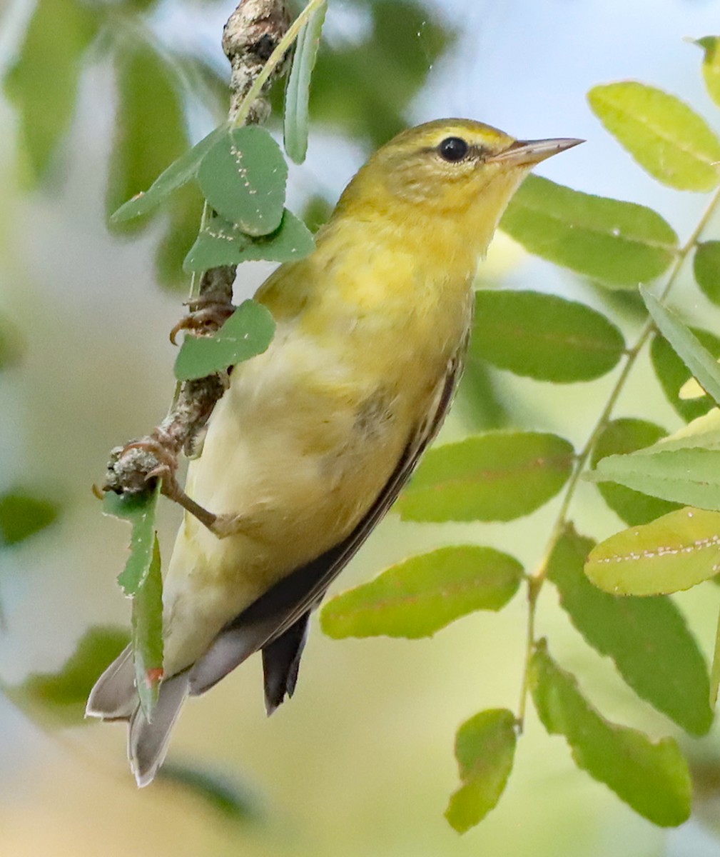 Tennessee Warbler - ML623748535